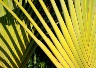 Traveler palm trees