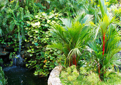 Ferns, palms, and koi pond