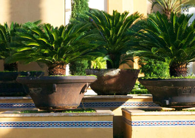 Sego palms in planters