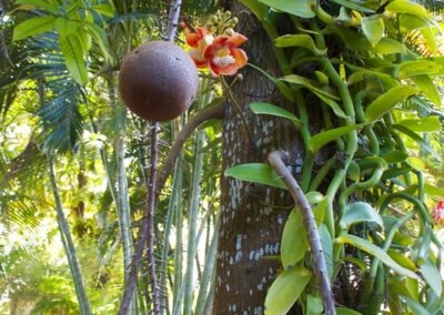 Orchids and Cannonball tree