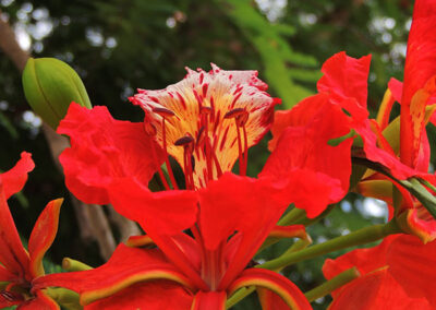 Royal poinciana flowers