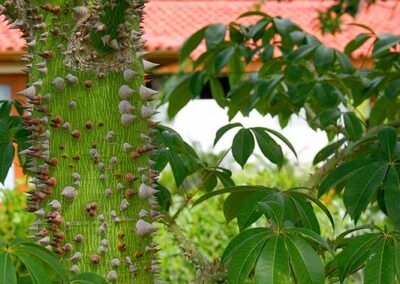 Ceiba / Kapok tree