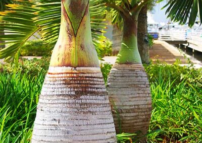 Dwarf palms