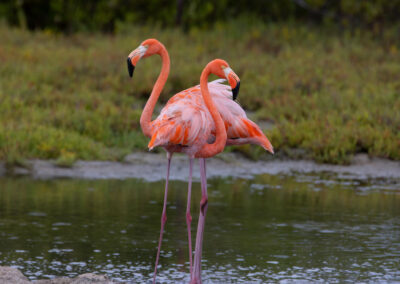 Flamingos, Lago Enrriquillo