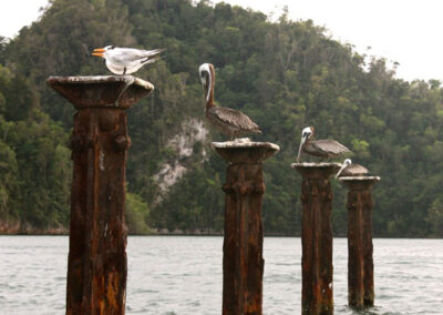 Pelicans and royal terns