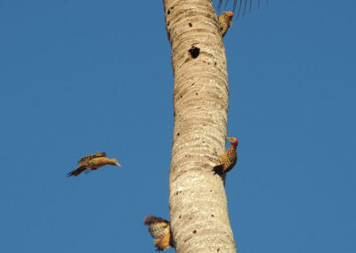 Woodpeckers making their homes in coconut trees